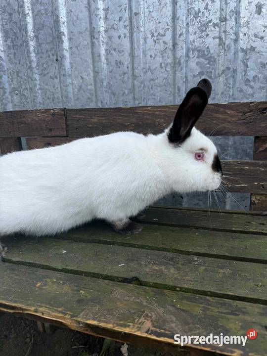 Samiec królik kalifornijski Malbork