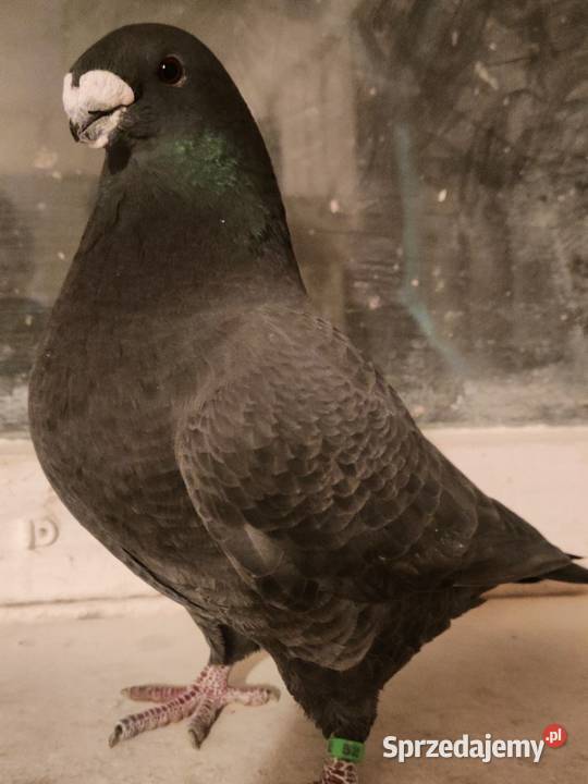 Gołębie ozdobne Show Racery Polkowice