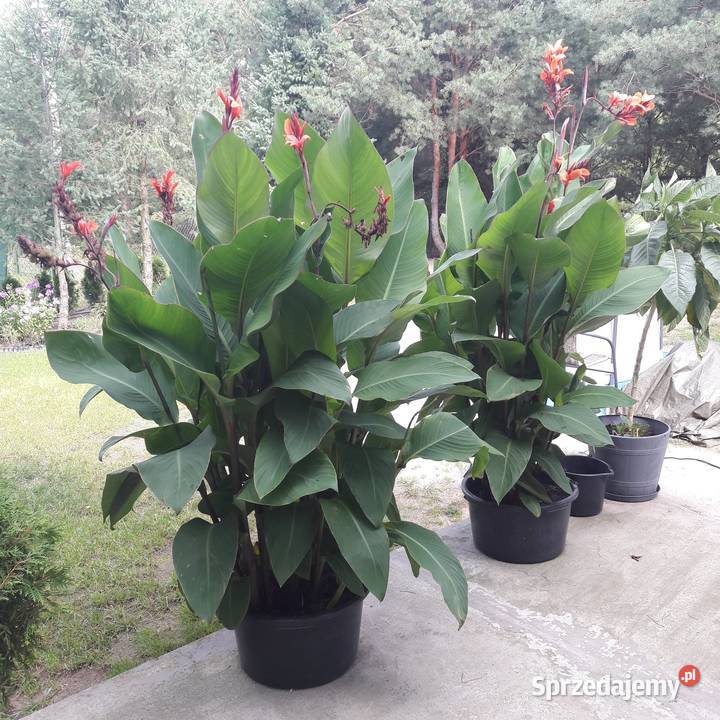 Kanny czerwone Komornica