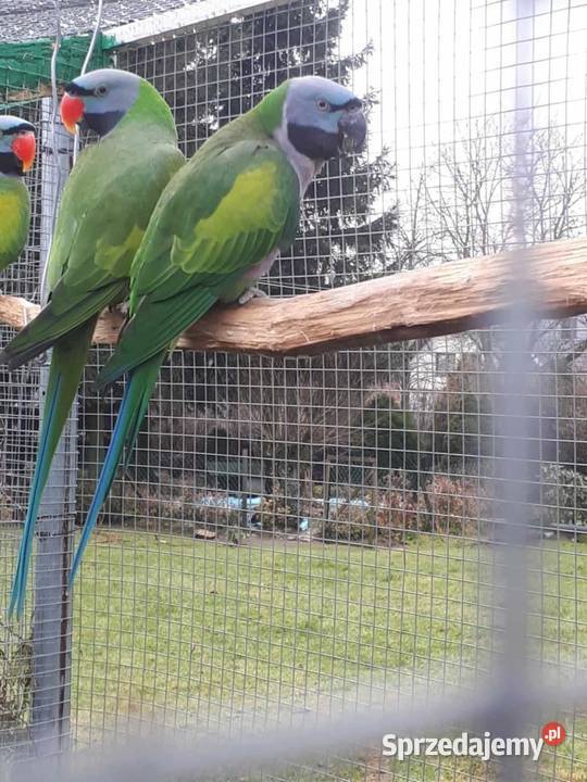 Aleksandretta chińska samica 23r Skała