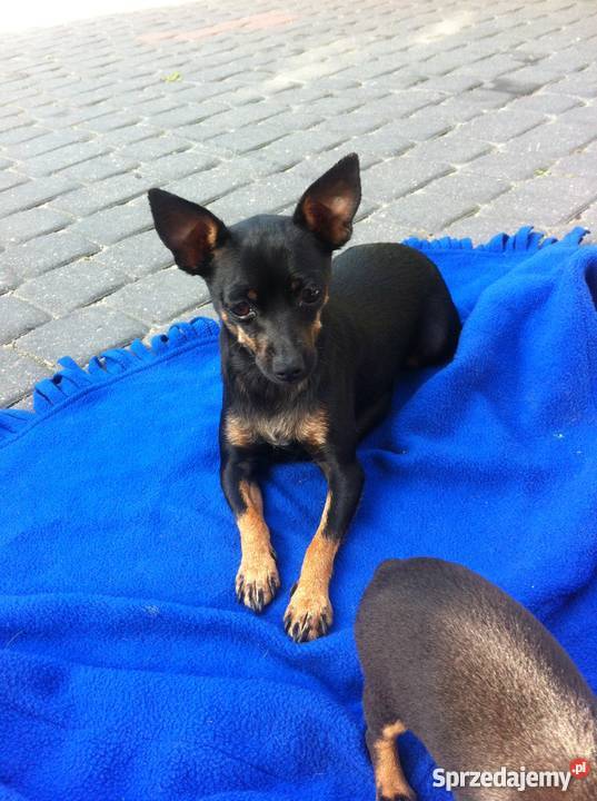 Ratlerki oddam Warszawa