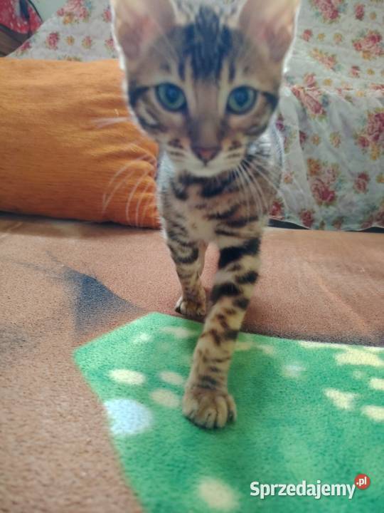 sprzedam koty Bengalskie Bengalski Warszawa