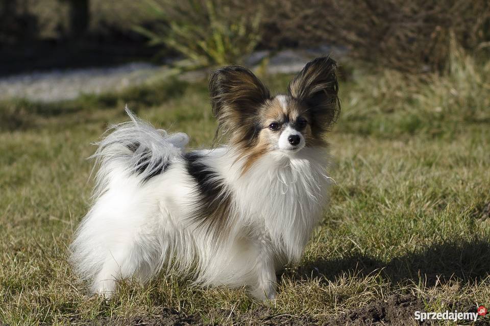 Szczeniaki Papillon trikolor Grójec