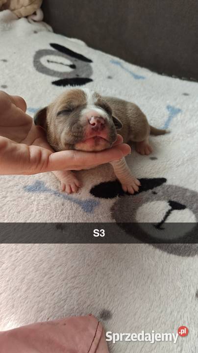 Amstaff Szczeniąta Błękitno Płowe Liliowe Blue Strzałków