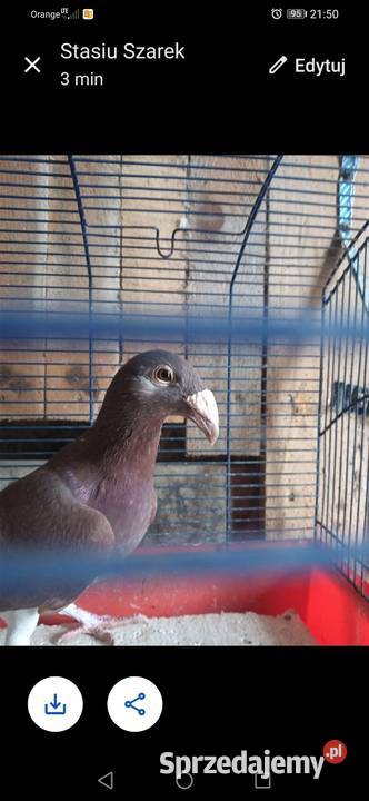 Gołębie rzeszowskie sprzedam Kalinowice Dolne