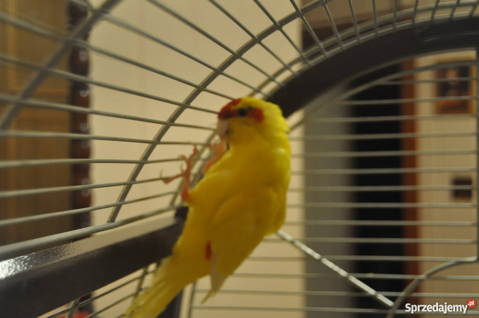 Nimfa i papuga Kozia klatka ptaków Kartuzy sprzedam