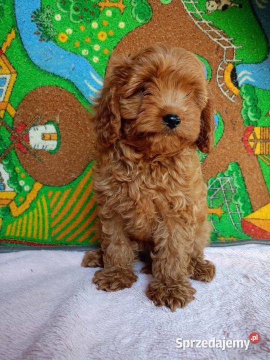 Cavapoo f1b Pozostałe małopolskie Miechów