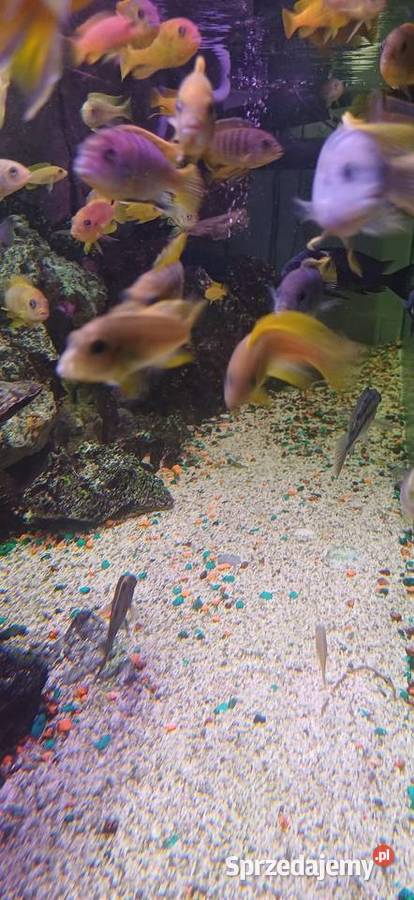 Akwarium 750l filtry życie komplet Kąty Węgierskie sprzedam