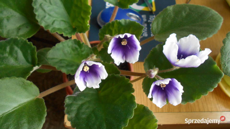 Fiołki afrykańskie kolekcjonerskie 2 50 Sosnowiec sprzedam