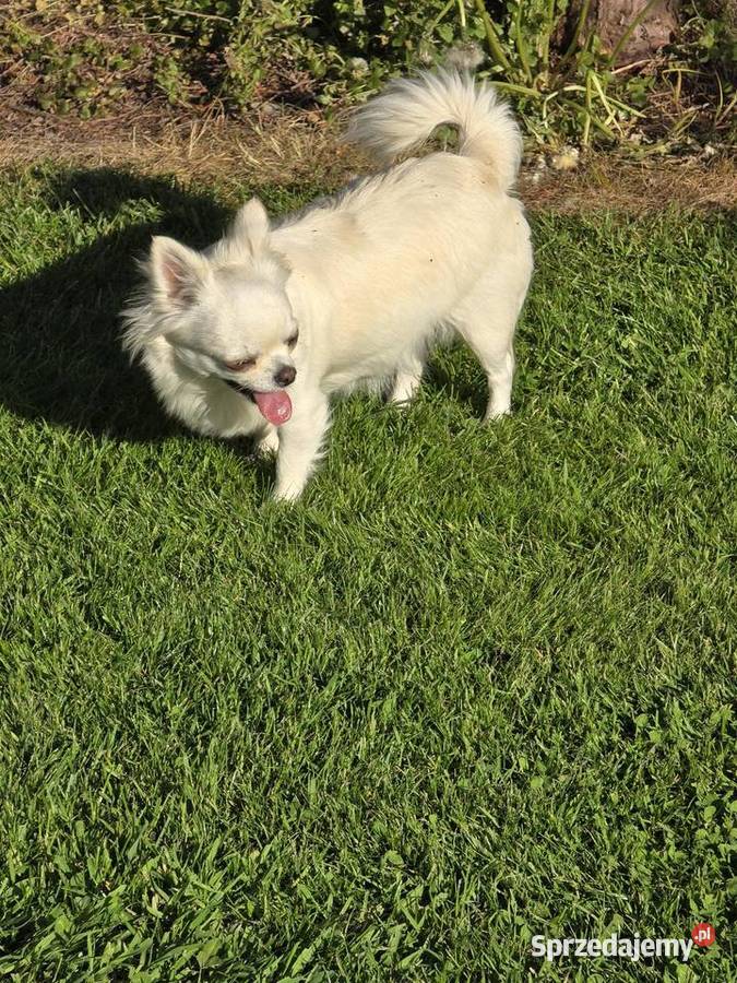 Chihuahua biało kremowa 15 roku Bielsko-Biała sprzedam