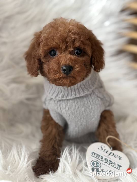 Pudel Toy red małopolskie Polanka Wielka