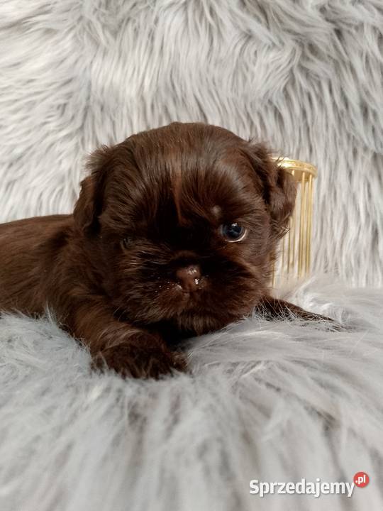 Czekoladowy piesek rasy ShihTzu opolskie Namysłów sprzedam