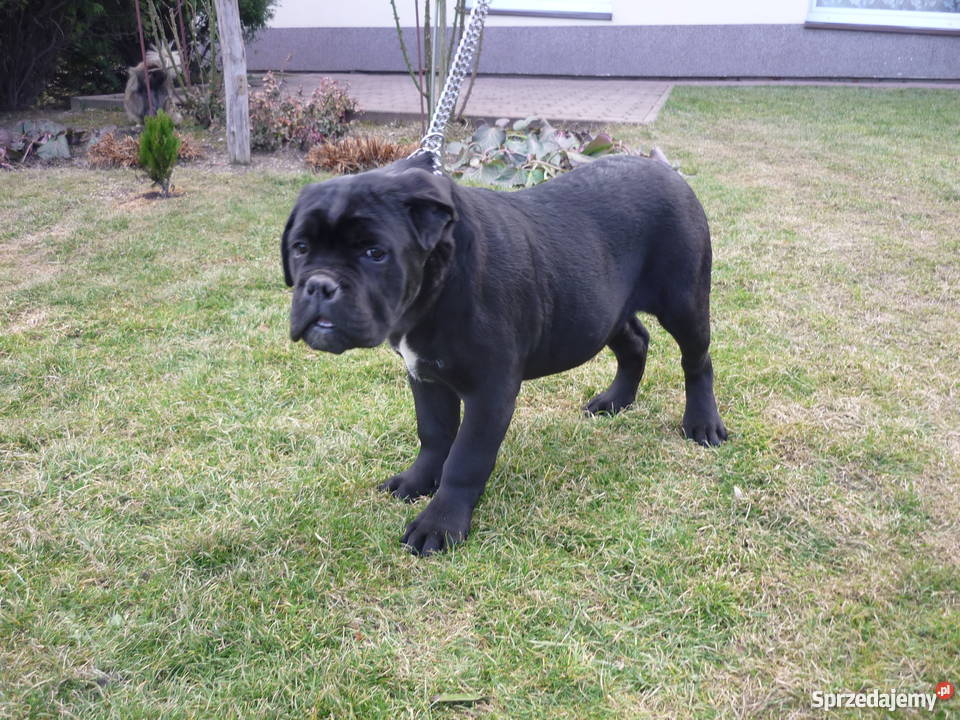 cane corso szczenięta Pleśna