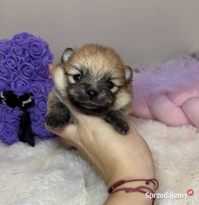 Suczka szpic miniaturowy pomeranian Orange Psy Bełchatów