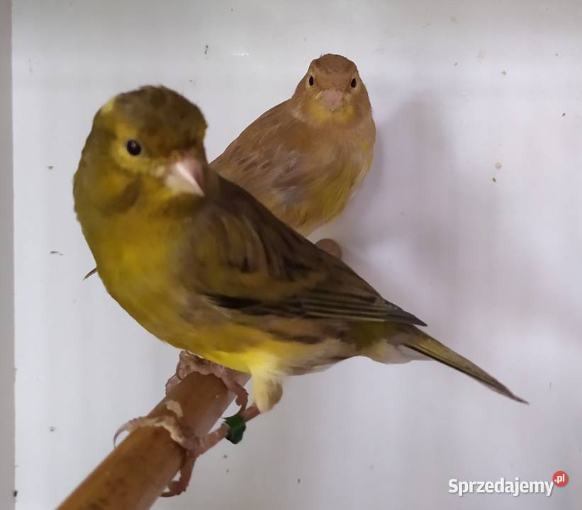 kanarek kanarki pheoszpaltytimbrado Kłodzko