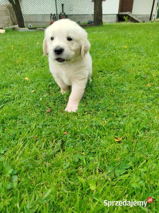 Golden retriever szczeniaki Sułkowice