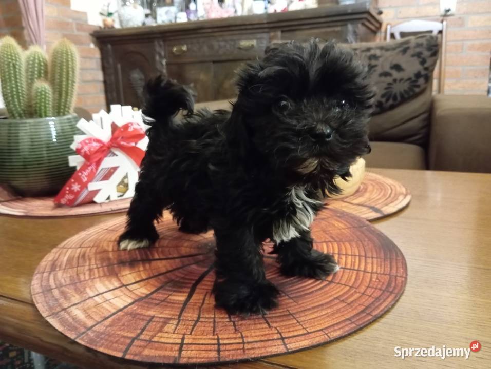 Sprzedam pieska rasy Rosyjska Bolonka Kolorowa Środa Wielkopolska