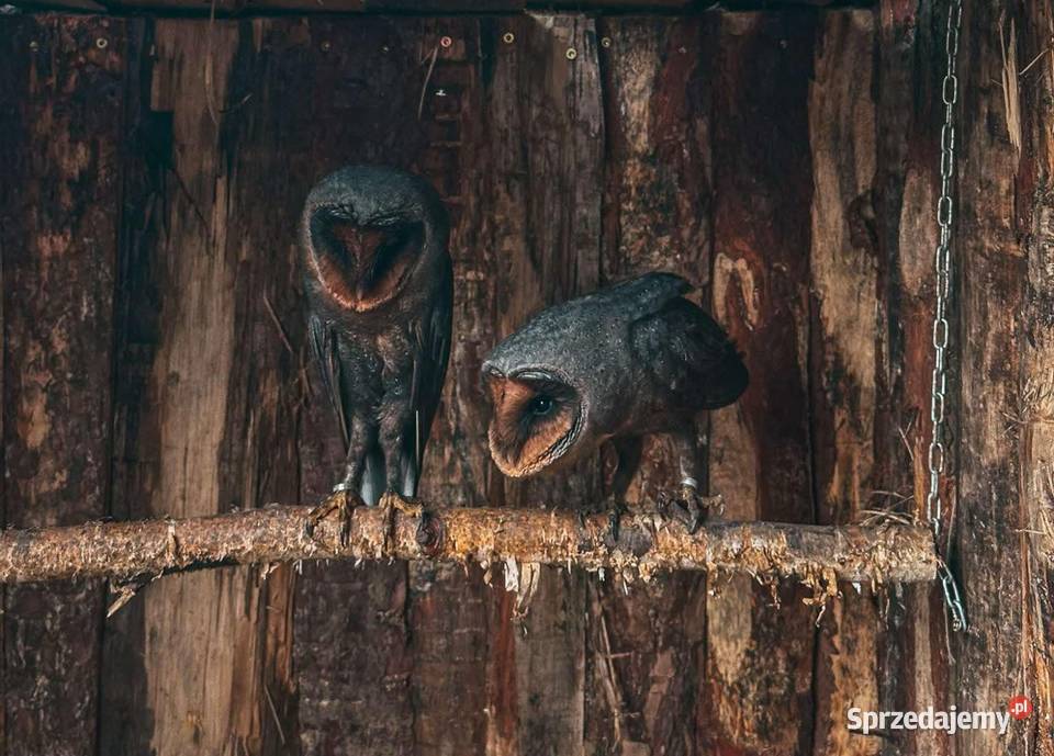 Sowa Płomykówka Czarna Tyto Alba Melanica Black Marklowice Górne