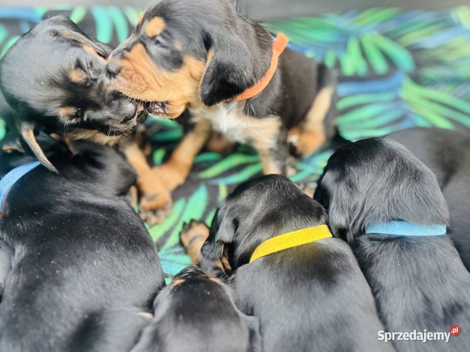 Gończy Polski szczenię Pozostałe Uniejów
