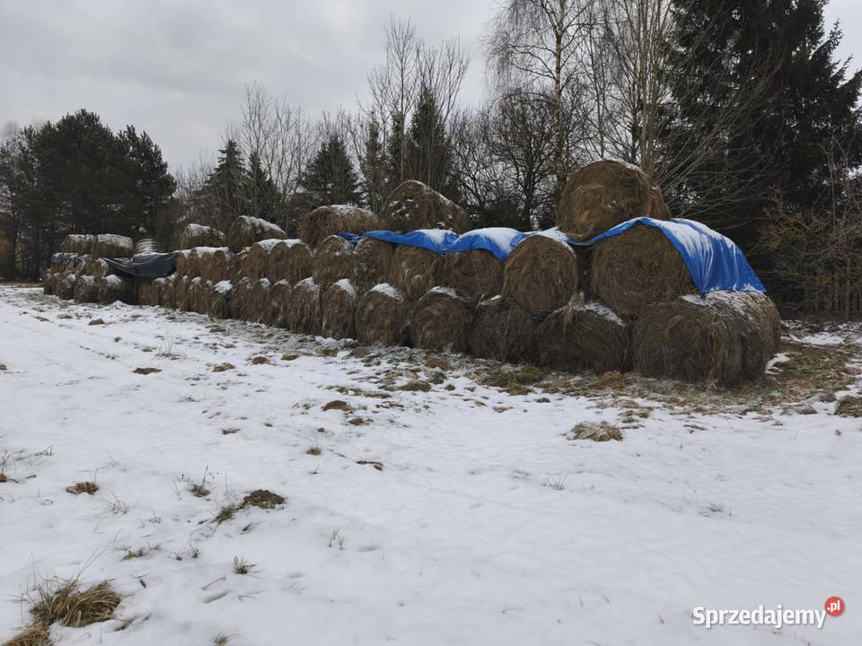 Siano bele 120 siana trawałąki Sezon 2025 Tychowo sprzedam