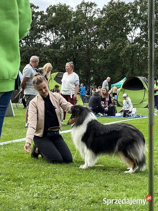 Collie OwczareSzkocki Długowłosy szczenięta ZKwP Wrocław