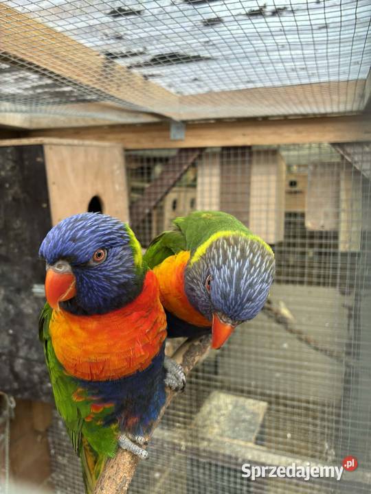 papugi Lorysy parka Wałbrzych