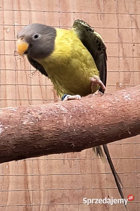 sprzedam Aleksandretty Śliwogłowe Ptaki Zwierzęta Wrocław