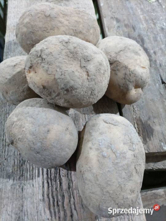 Sprzedam ziemniaki jadalne