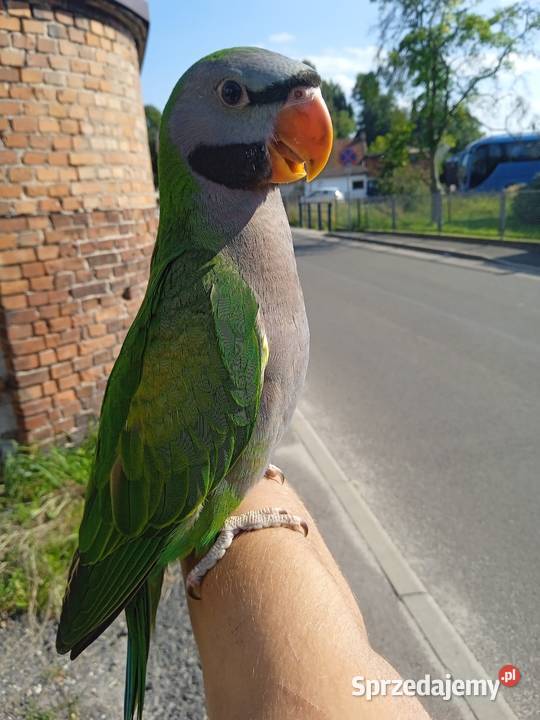 Papuga ręcznie karmiona Aleksandretta Chińska Żernica