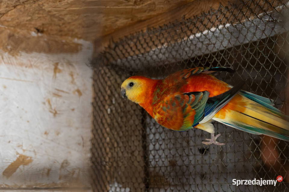 Para świergotów 20232022 Chmielnik