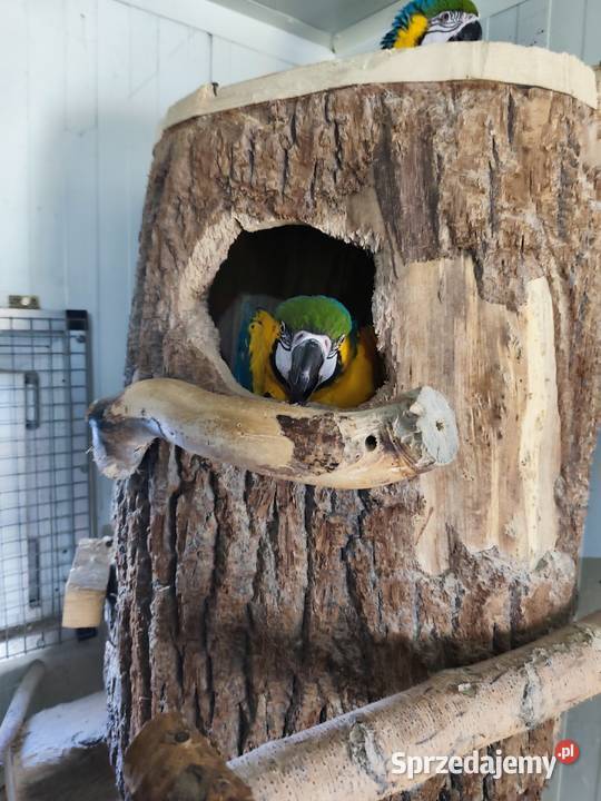 Ary ararauny para lęgowa śląskie Pszczyna