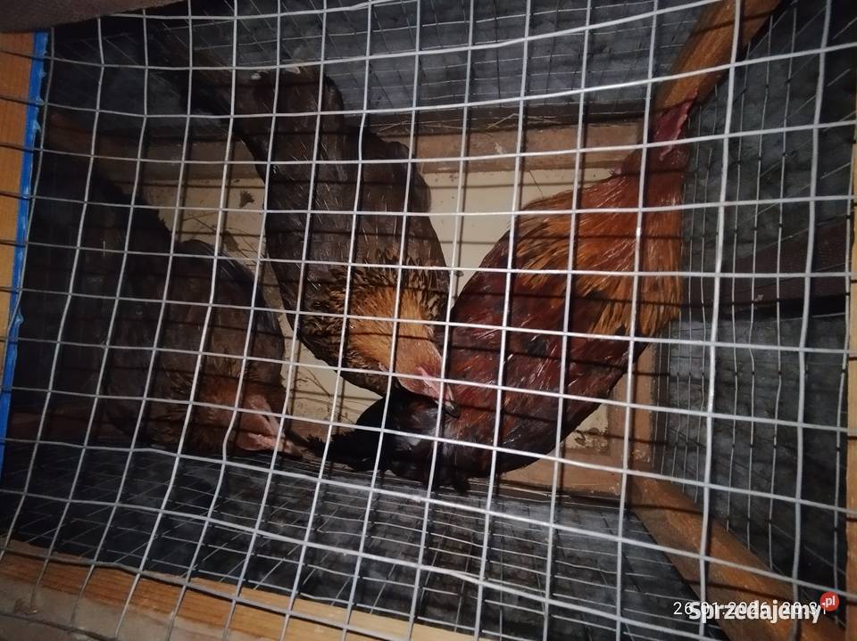 Kury zielononóżki 21 Ptaki