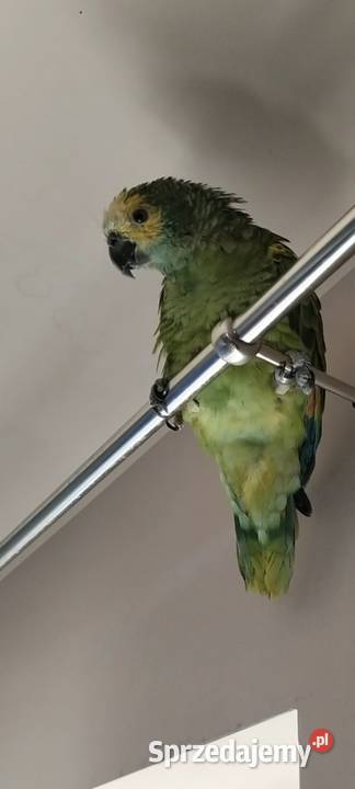 Papuga Amazonka Niebieskoczelna ręcznie Bielsko-Biała