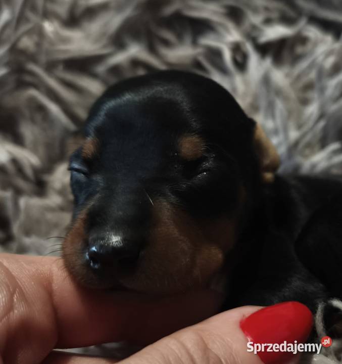 Szczenięta Pinczer Miniaturowy ZKWP fci Łochów