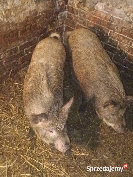 Dwie świnki świniodziki podkarpackie Dębica sprzedam