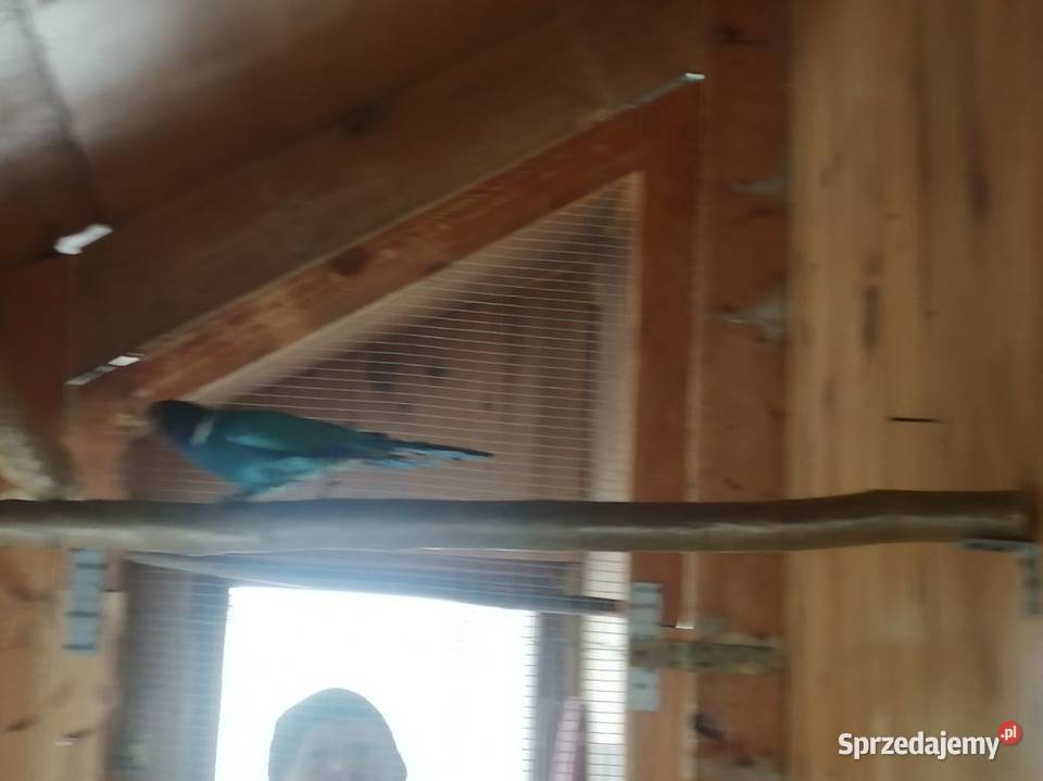 Sprzedam samca papugi Kragena podkarpackie Brzyście