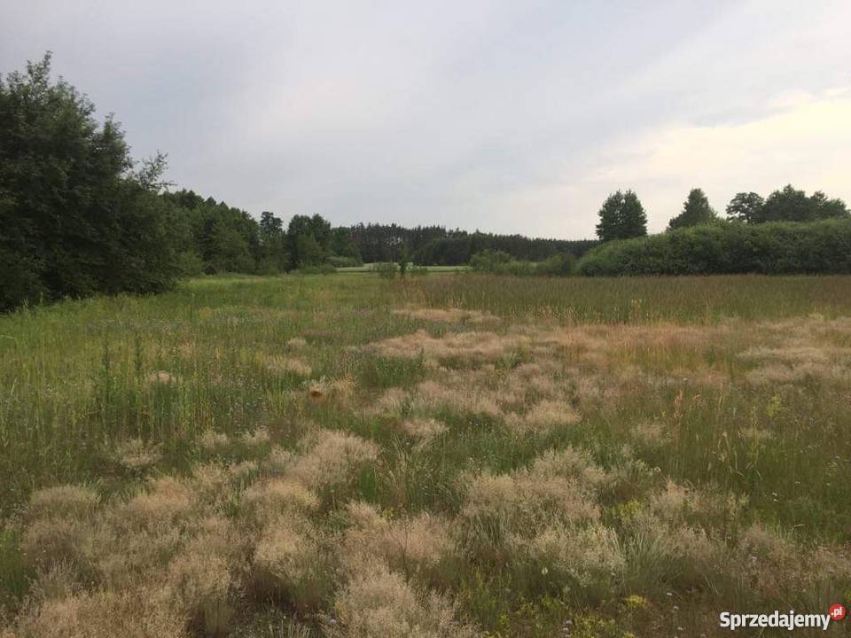 Działka rolnosiedliskowa 50300 m2 Pilicą Łęg Ręczyński sprzedam