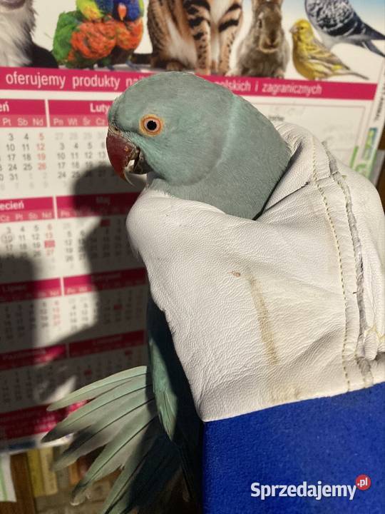 Aleksandrety obrożne