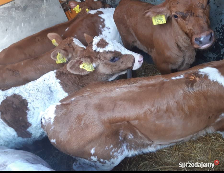 Byczki mięsne cielęta do sprzedania Płock