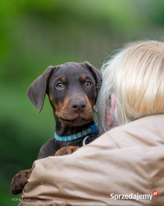 Doberman FCI Cudowne szczenięta