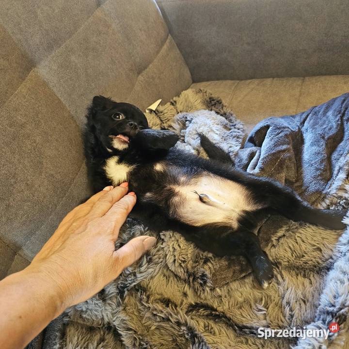 Chihuahua Słodki Blaki szuka nową rodzinkę Kołobrzeg