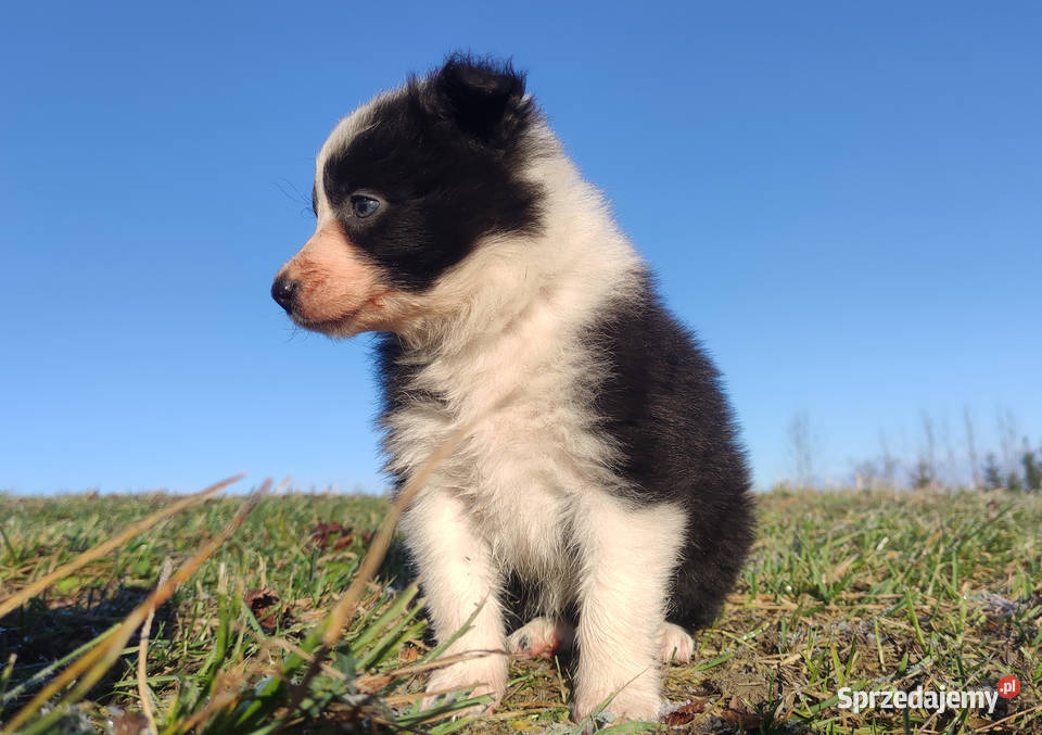 Piękna Rasowa Suczka Border Collie szczenię z Kraków