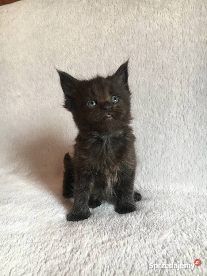 Kocięta Maine Coon wielkie koty Maine Coon Kraków