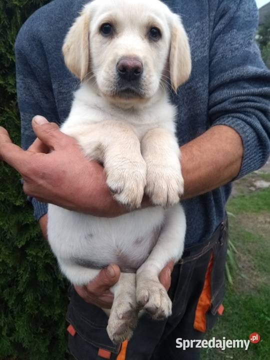 Labrador szczeniaki czarne I biszkoptowe Chronów