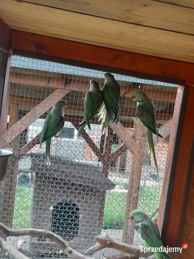 Aleksandretty wielkie Ptaki Żywiec sprzedam