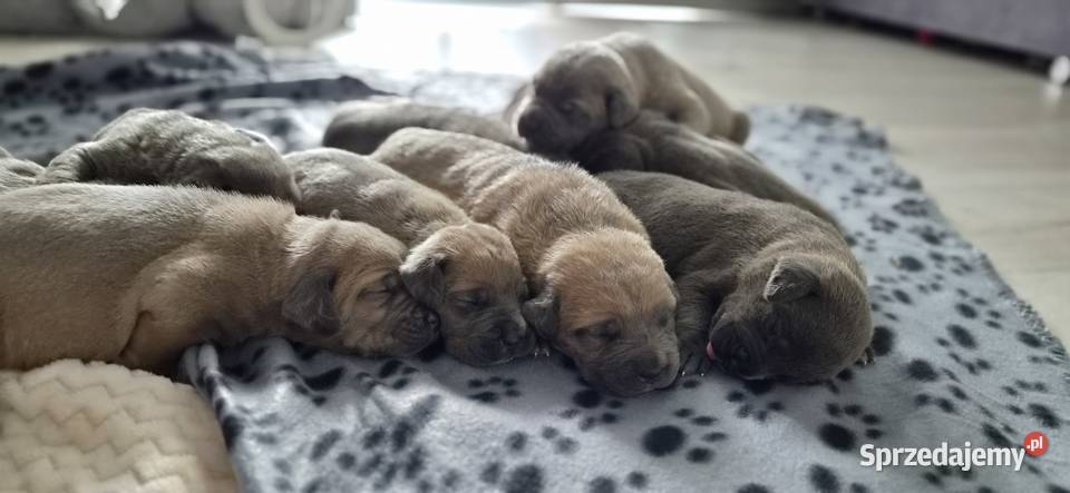 Cane corso Bychawa
