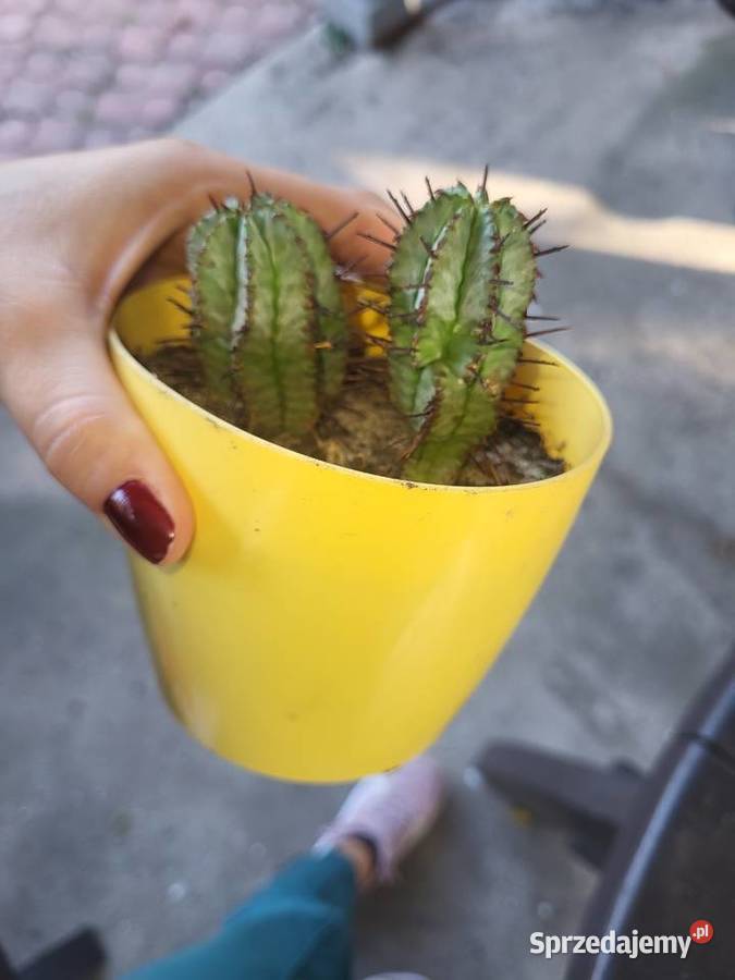 Euphorbia Horrida kaktus unikat zachodniopomorskie Szczecin