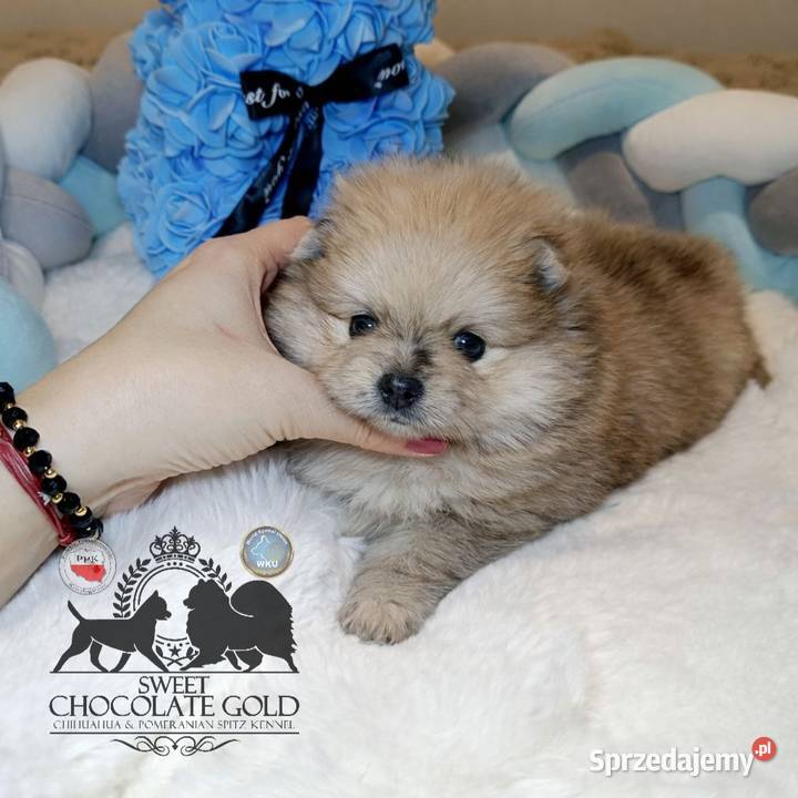 Szpic miniaturowy pomeranian Orange merle sprzedam