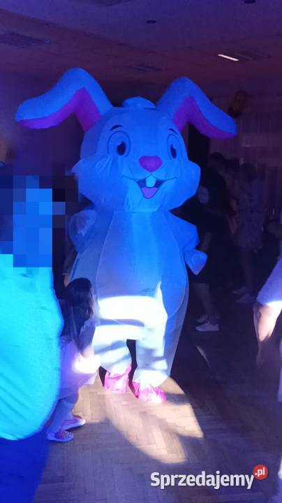 Imprezowy miś królik i panda Września