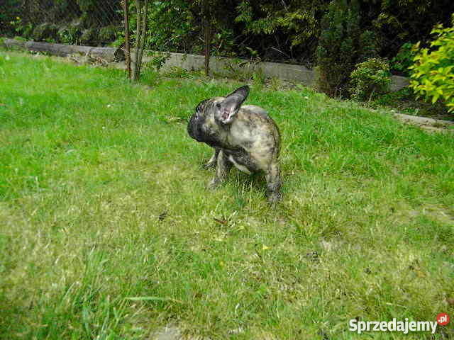 Buldog Francuski śliczny piesekz metryką ZKwP Śrem